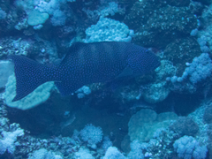 Plectropomus pessuliferus