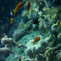 Pycnochromis dimidiatus