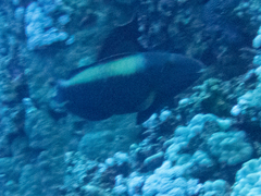 Cetoscarus bicolor