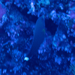 Pseudodax moluccanus