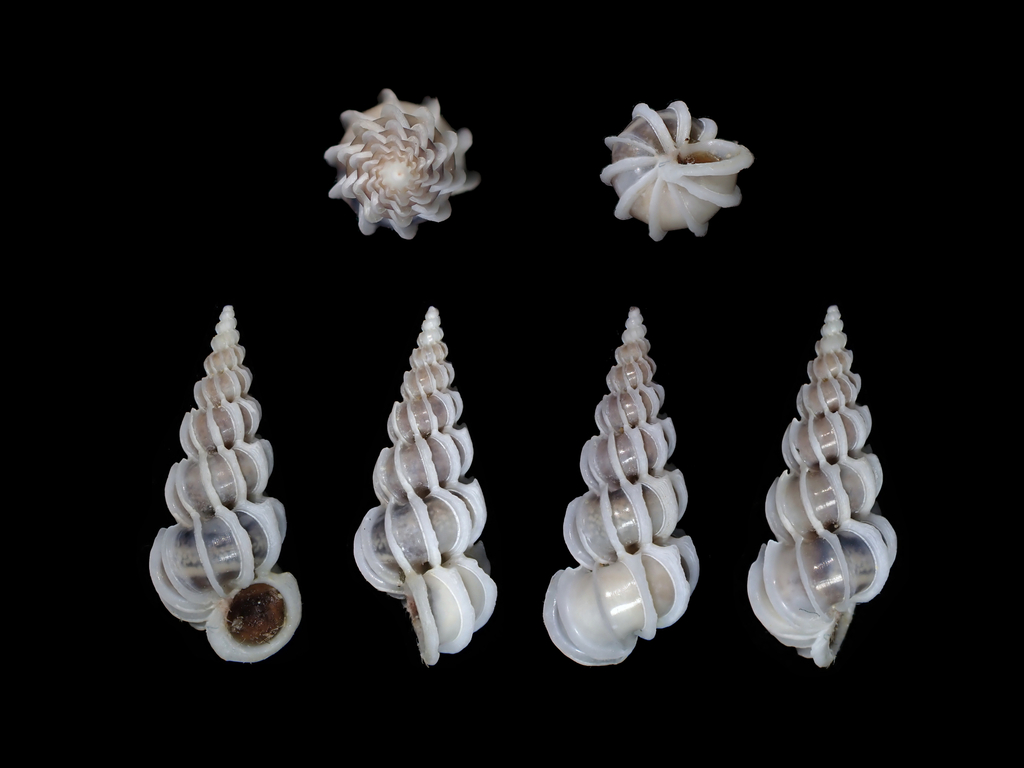 Epitonium minorum