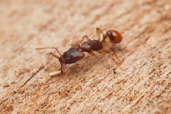 Orectognathus mjobergi
