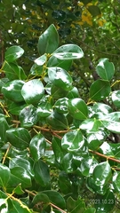 Cinnamomum reticulatum