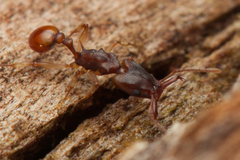Orectognathus mjobergi