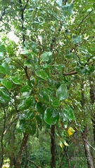 Cinnamomum reticulatum