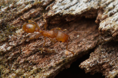 Tetramorium simillimum