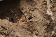 Leptomyrmex varians
