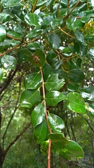 Cinnamomum reticulatum