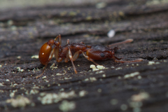 Orectognathus mjobergi