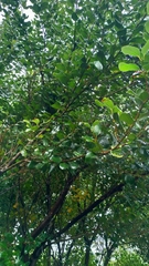 Cinnamomum reticulatum
