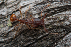 Orectognathus mjobergi