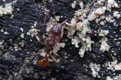 Orectognathus mjobergi