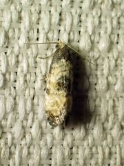 Neocochylis dubitana