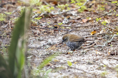 Hypargos margaritatus