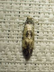 Neocochylis dubitana