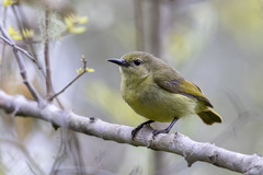 Plain-Backed Sunbird photo 3