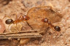 Iridomyrmex pallidus