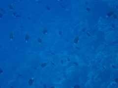 Chromis pembae