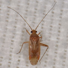 Phytocoris diversus