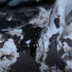 Ochetellus glaber