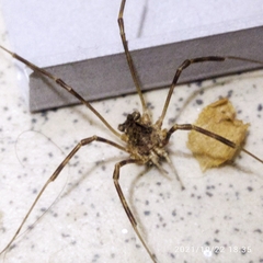 Rilaena triangularis