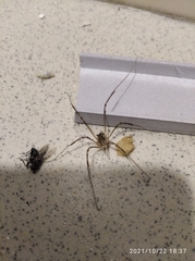 Rilaena triangularis