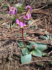 Dodecatheon