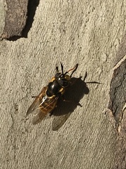 Callicera