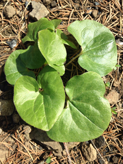 Asarum