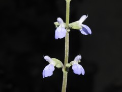 Salvia pallida