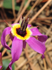 Dodecatheon
