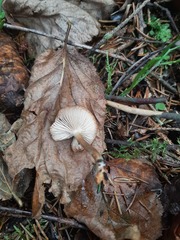 Agaricales