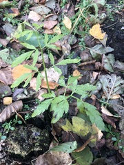 Cicuta virosa