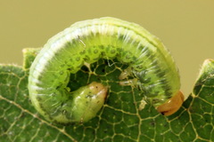 Euura dispar