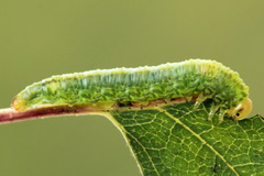 Euura dispar