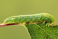 Euura dispar