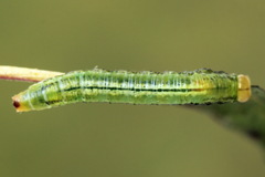 Euura dispar
