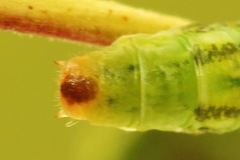 Euura dispar