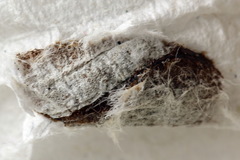 Euura dispar