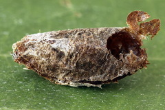 Euura dispar