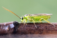 Euura dispar