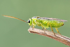 Euura dispar