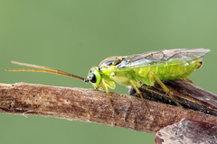 Euura dispar