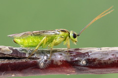 Euura dispar