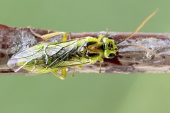 Euura dispar