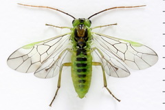 Euura dispar
