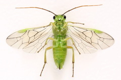 Euura dispar