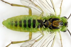 Euura dispar