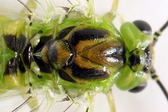 Euura dispar