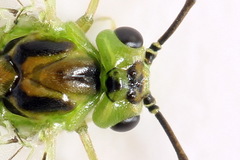 Euura dispar